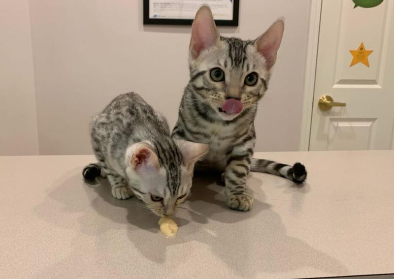 Kalamazoo Cat Hospital Kalamazoo Veterinarians